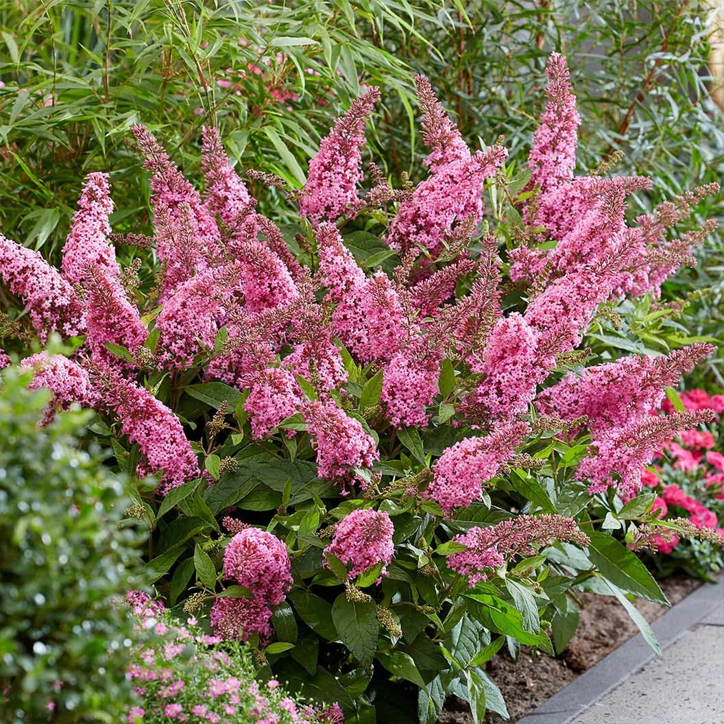 Butterfly Candy® Li'l TaffyTM Butterfly Bush