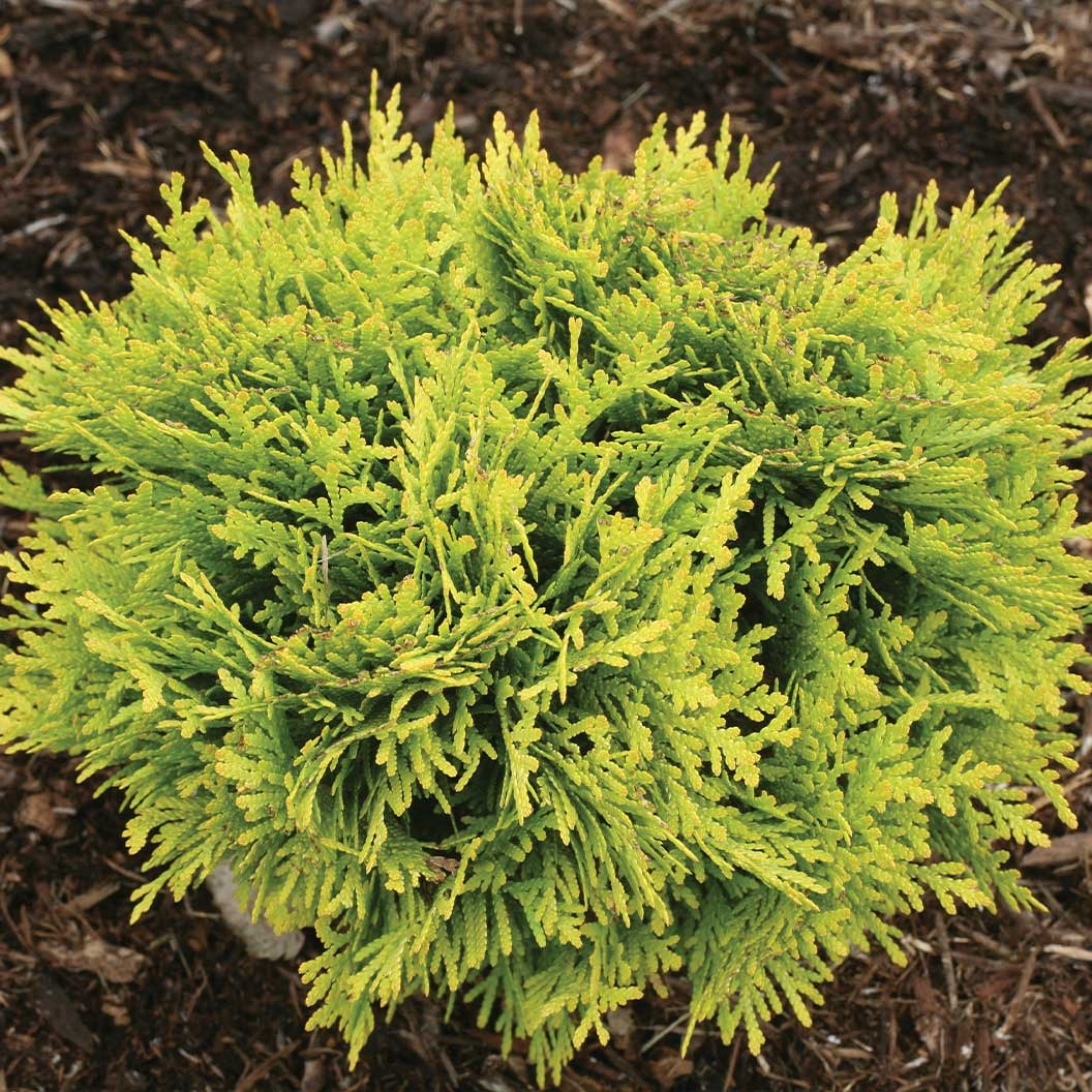 Proven Winners® ColorChoice® Anna's Magic Ball® Arborvitae Shrub