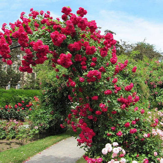 Rose Bushes