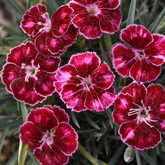 Better Versions® Mountain FrostTM Ruby Glitter Dianthus Plant