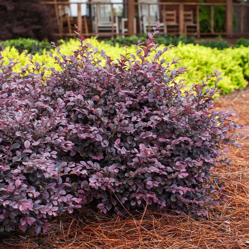 Crimson FireTM Loropetalum Shrub