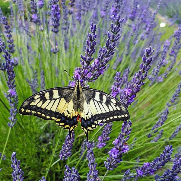 Southern Living® PhenomenalTM Lavender Plant