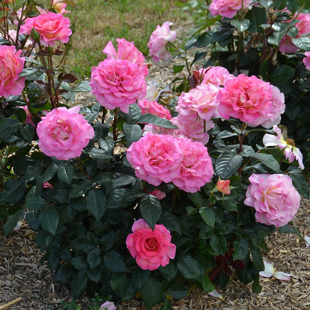 Julie AndrewsTM Hybrid Tea Rose