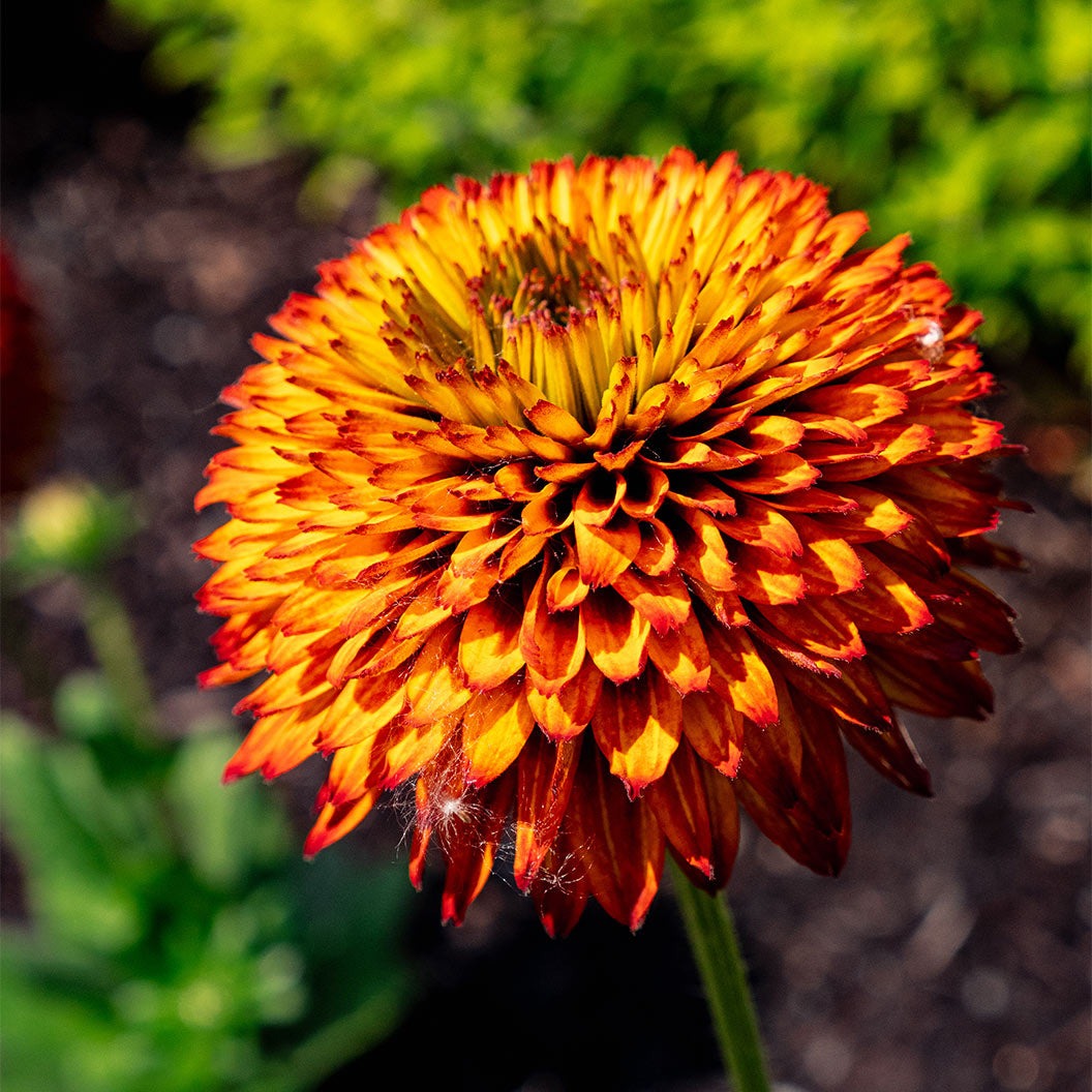 Solar SistersTM Black Eyed Susan Plant