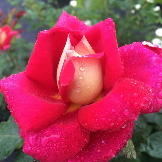 Bloomables® Cherries & ChampagneTM Rose