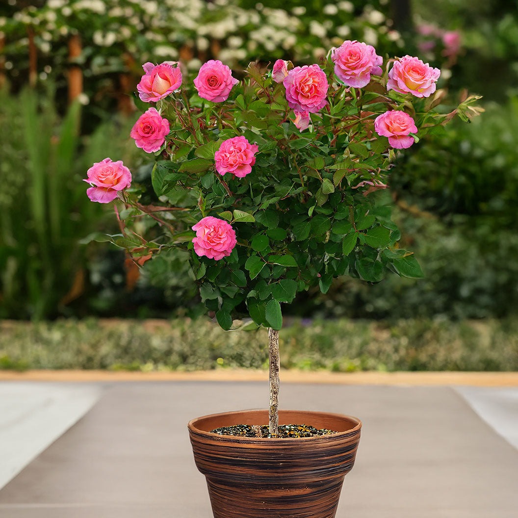 Julie AndrewsTM Patio Rose Tree