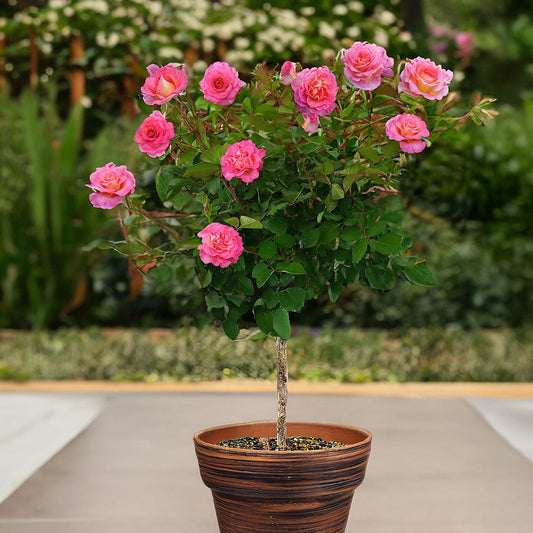 Julie AndrewsTM Patio Rose Tree