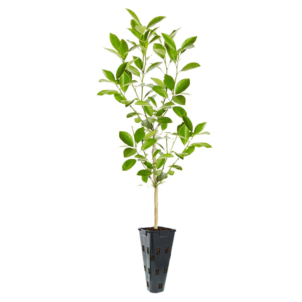Calamondin Tree