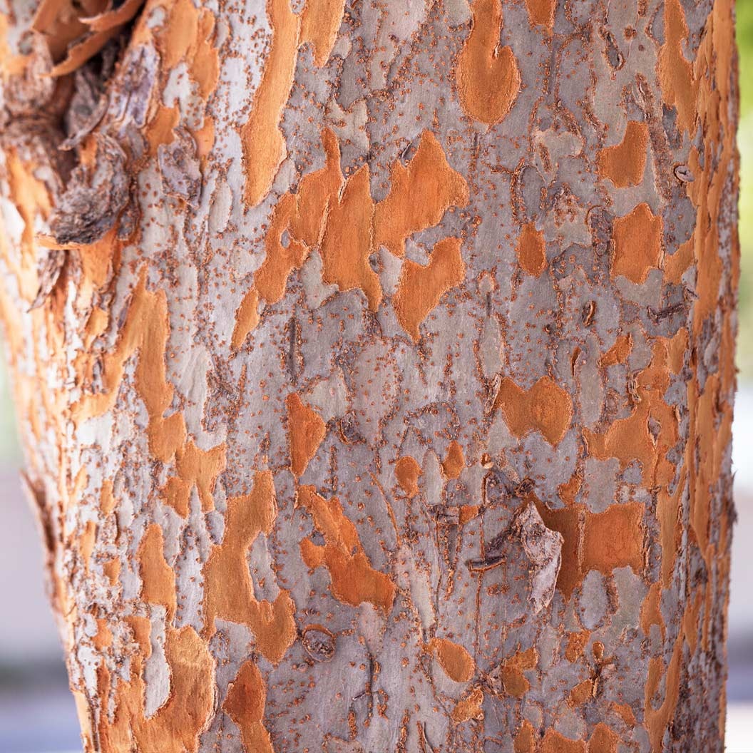 Everclear® Lacebark Elm Tree