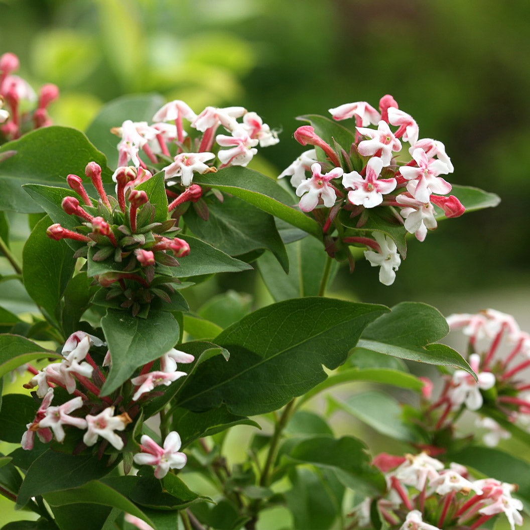 Proven Winners® Sweet Emotion BlazeTM Abelia