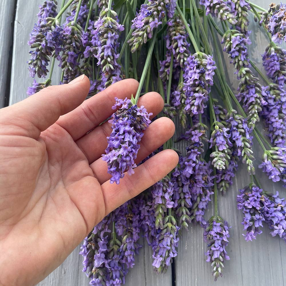 SensationalTM Lavender Plant