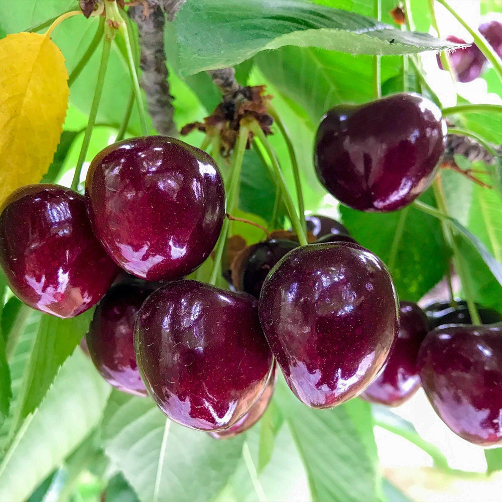 ChelanTM Cherry Tree