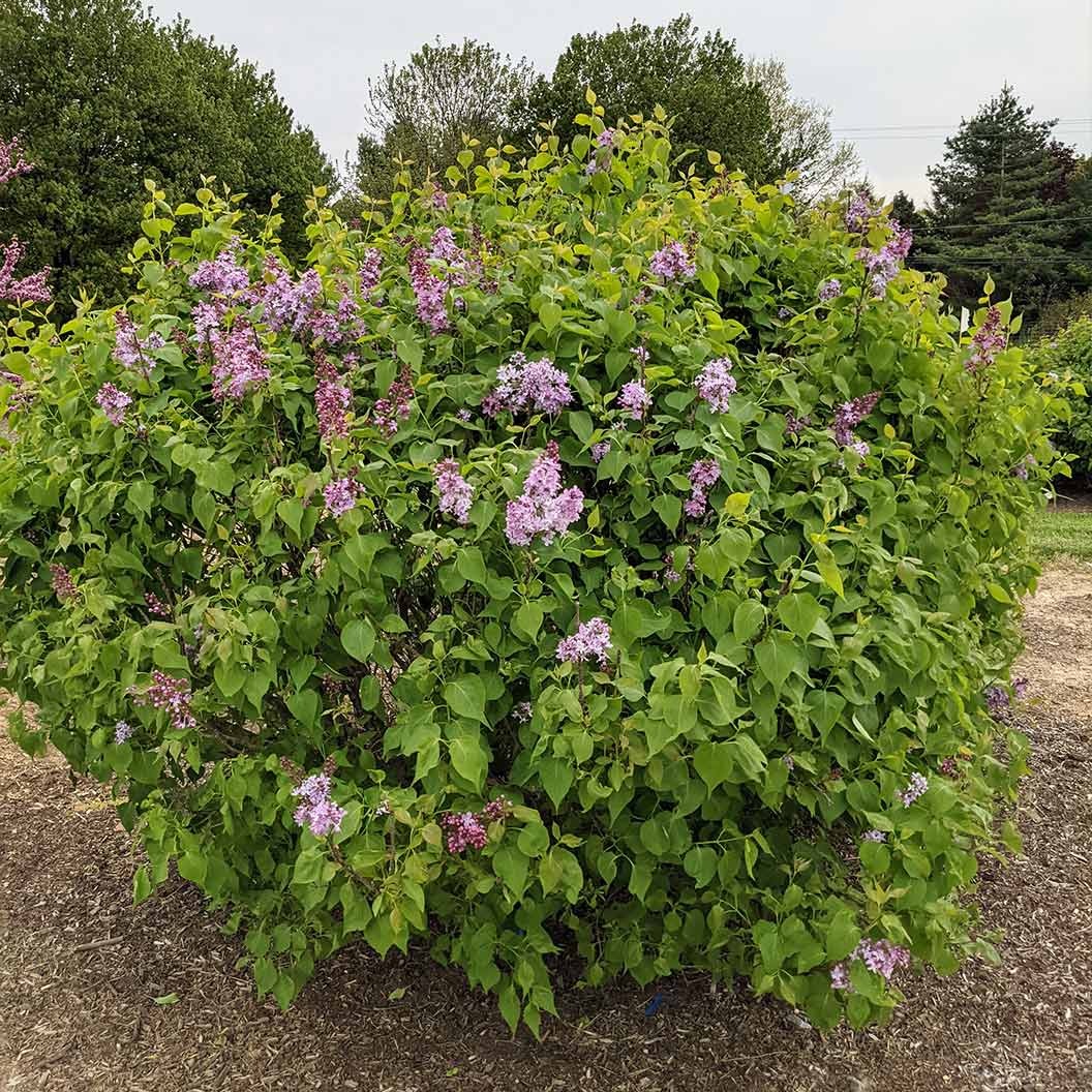 New AgeTM Lavender Syringa Shrub