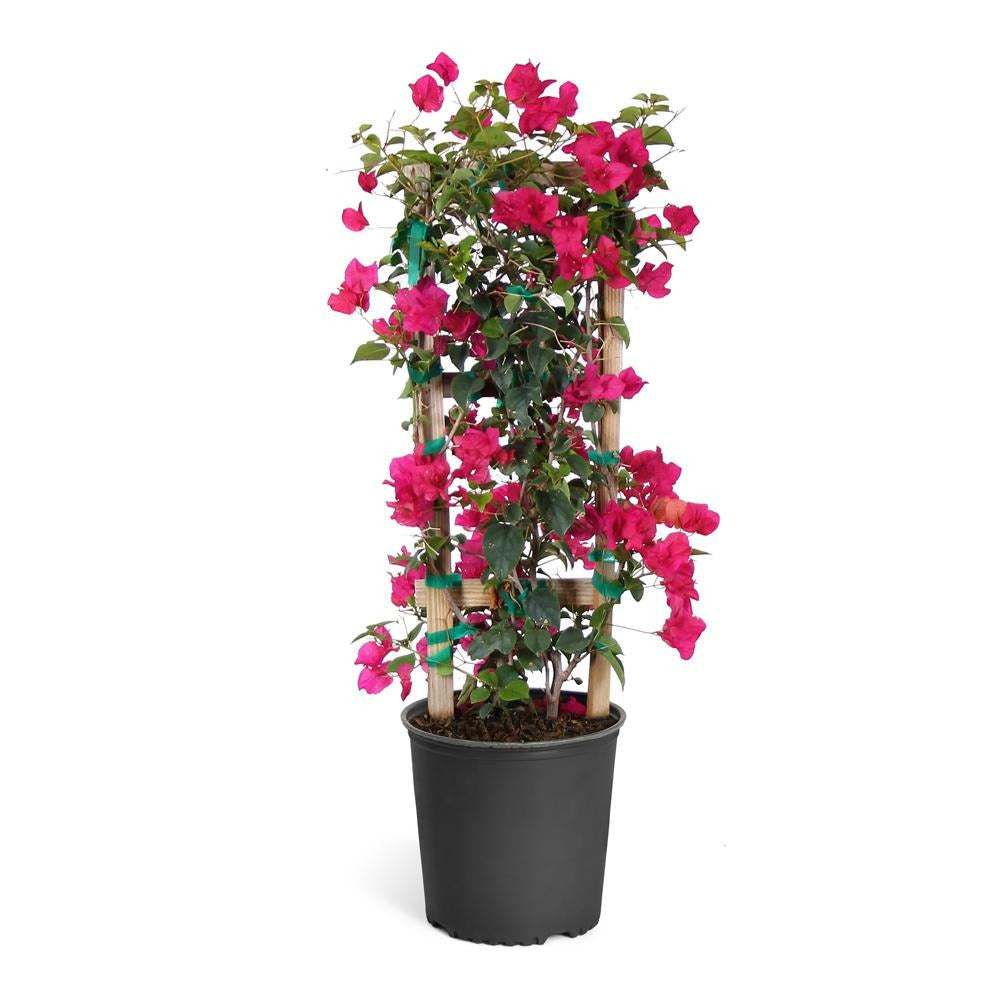 Barbara Karst Bougainvillea Vine