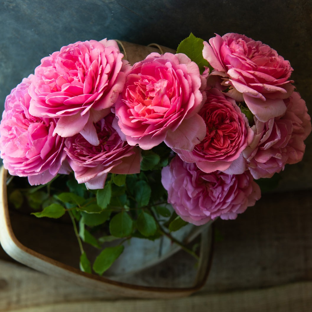 David Austin® Princess Alexandra of KentTM Rose Bush