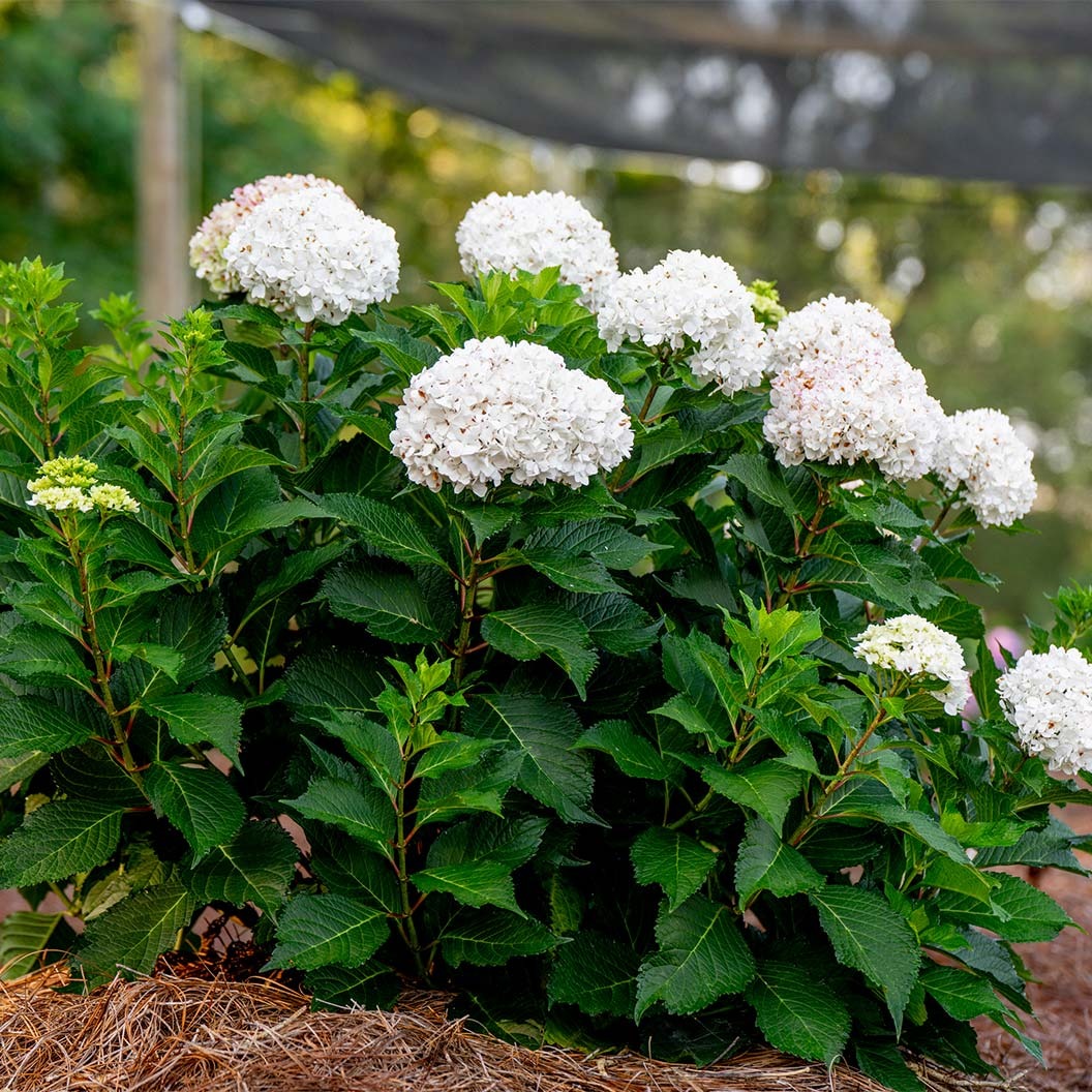 Endless Summer® DreamcloudTM Hydrangea