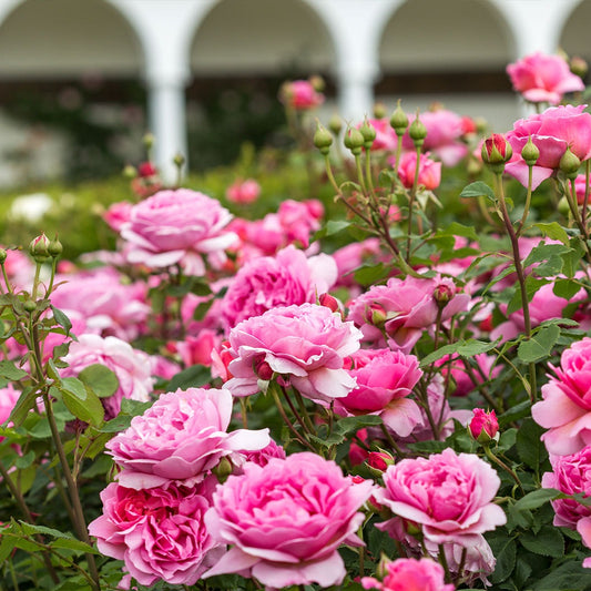 David Austin® Princess Alexandra of KentTM Rose Bush