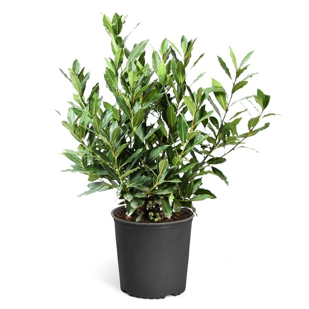 Bay Laurel Tree