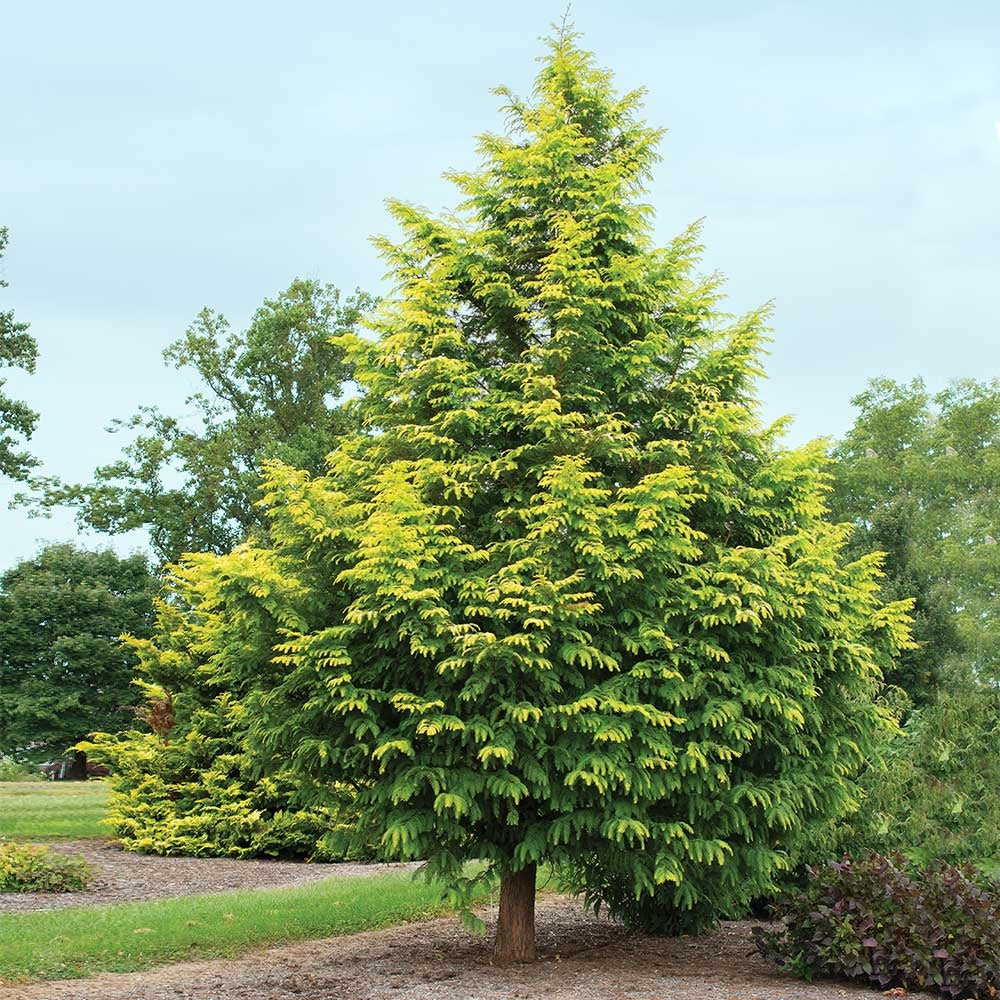 Amber GlowTM Redwood Tree