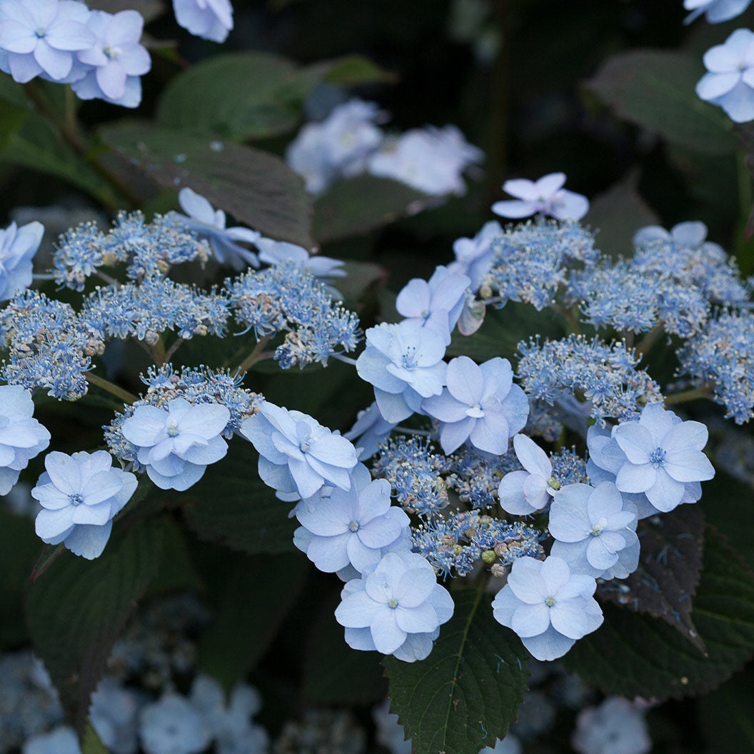 Proven Winners® Tiny Tuff StuffTM Hydrangea Shrub