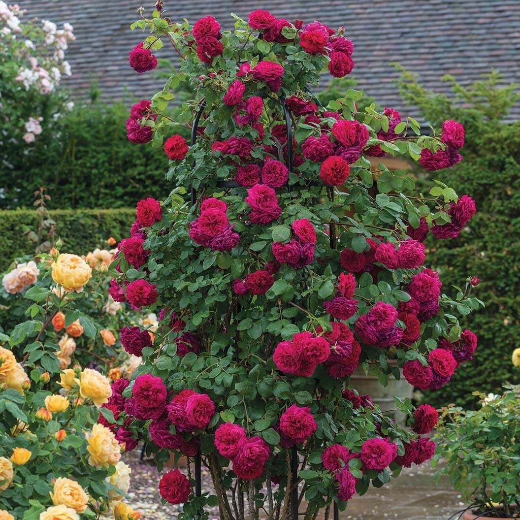 David Austin® Tess of the d’UrbervillesTM Climbing Rose