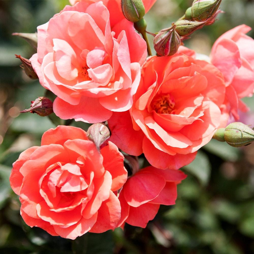 Coral Knock Out® Rose Shrub