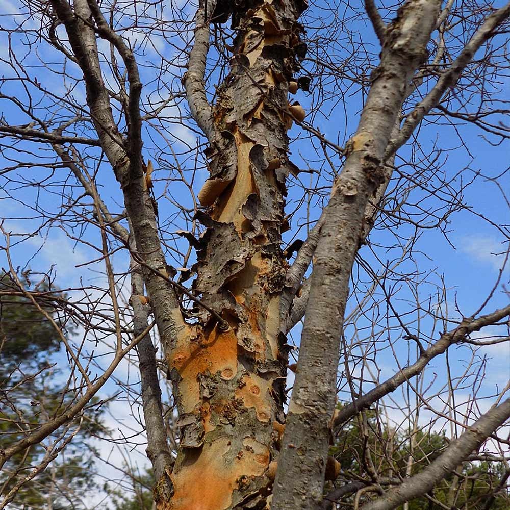 DannaSpire Columnar Elm Tree