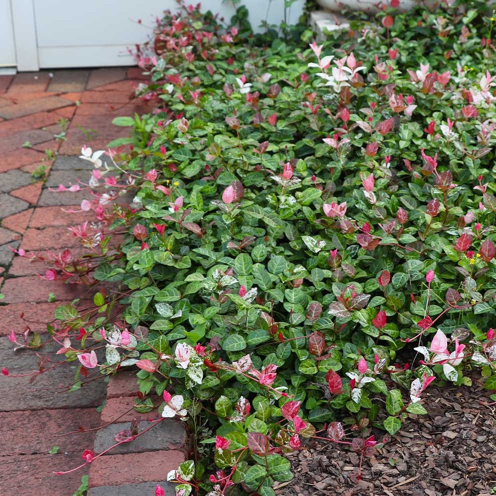 Snow-N-SummerTM Asiatic Jasmine Shrub