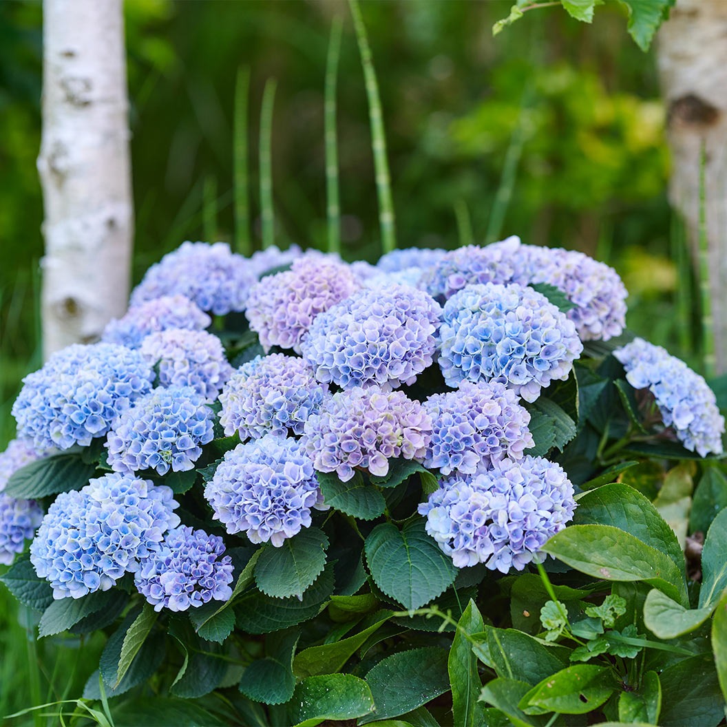 Hydrangea Magical® 'Revolution' Shrub