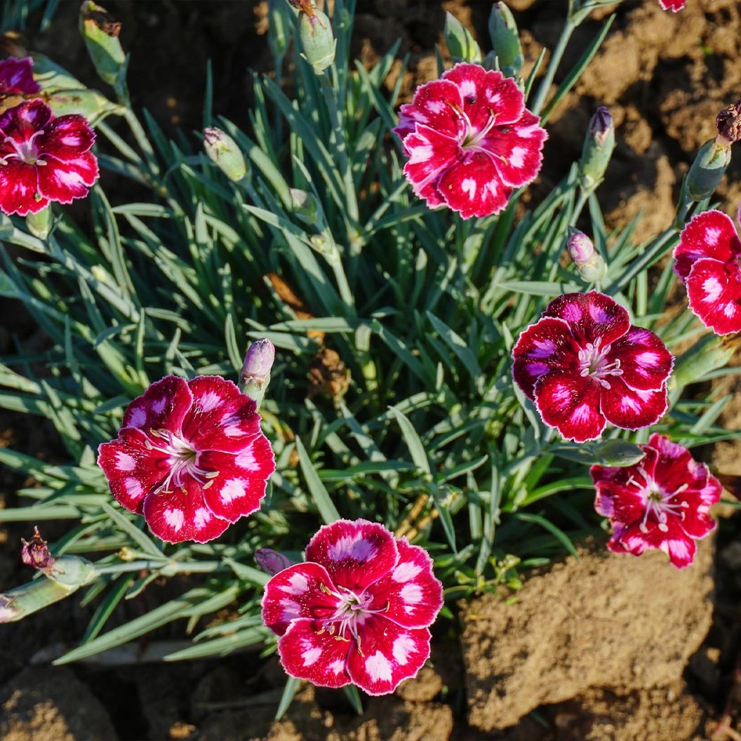 Better Versions® Mountain FrostTM Ruby Glitter Dianthus Plant