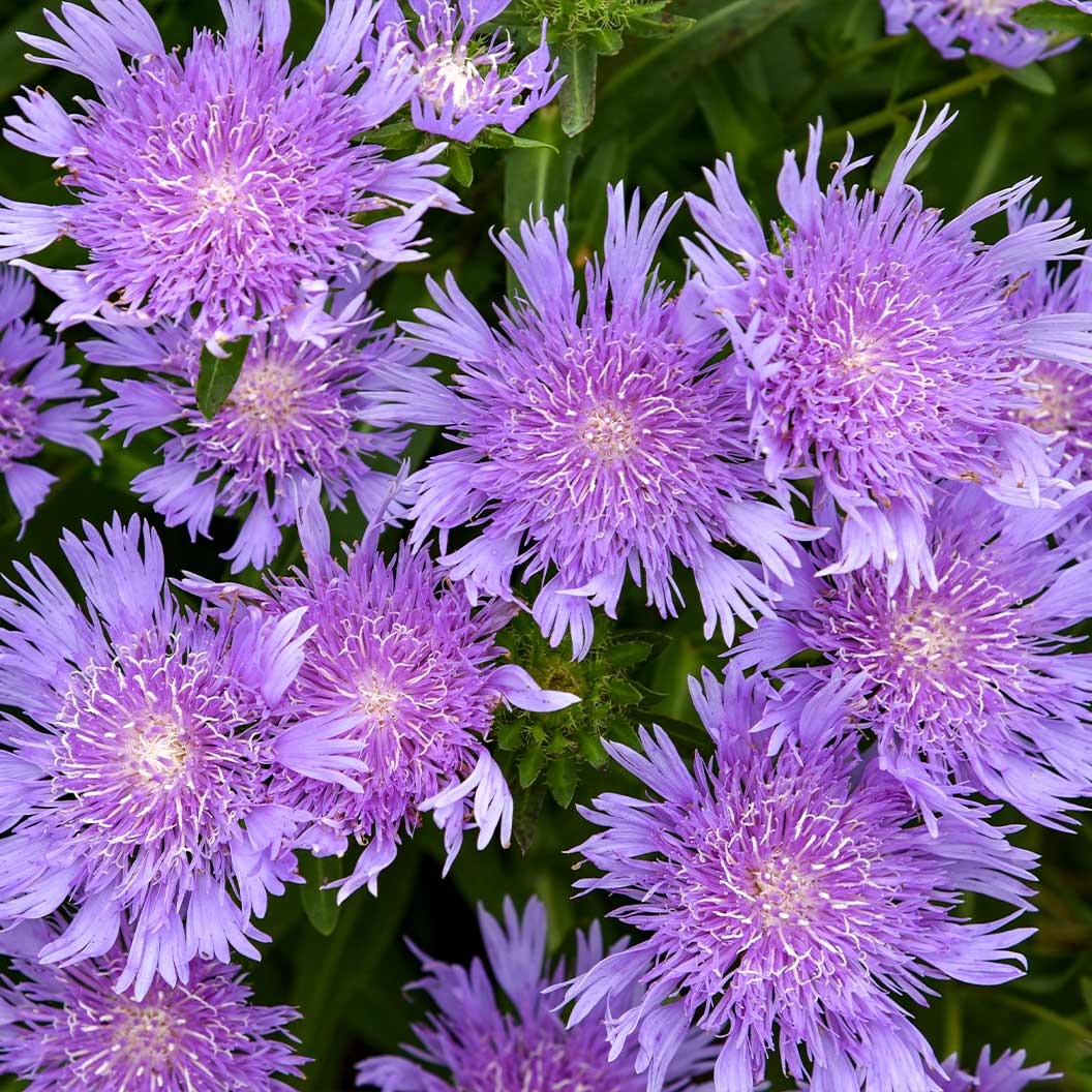 Totally StokedTM 'Riptide' Stoke's Aster Plant