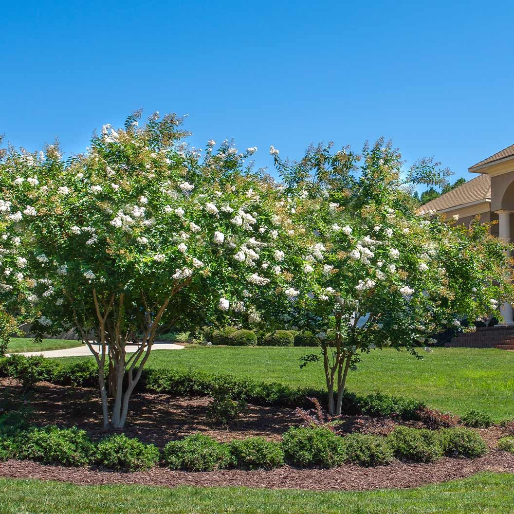 ColoramaTM Pearl Crape Myrtle Tree
