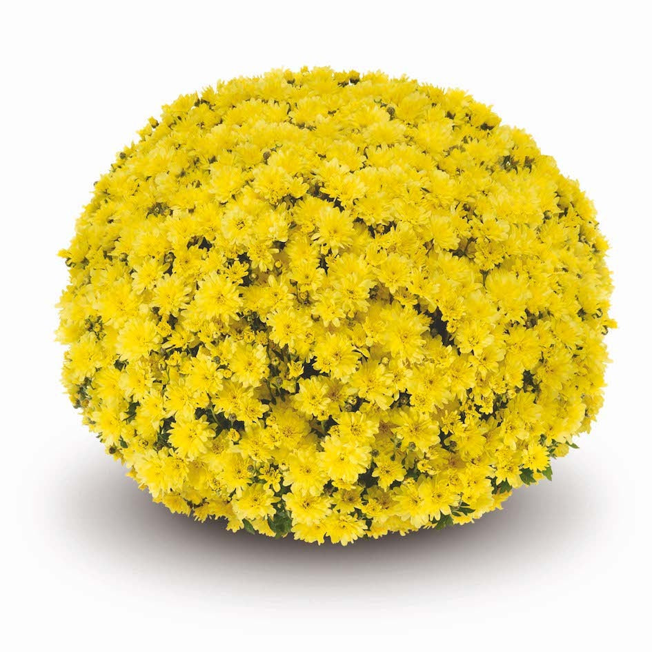 Yellow Belgian Mums®