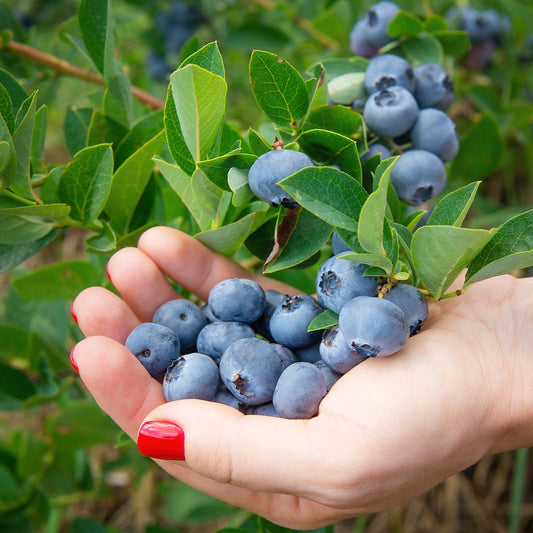 Chandler Blueberry Bush