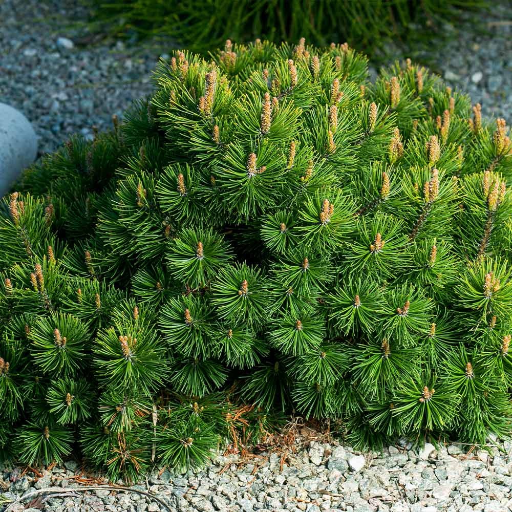 Dwarf Mugo Pine Shrub