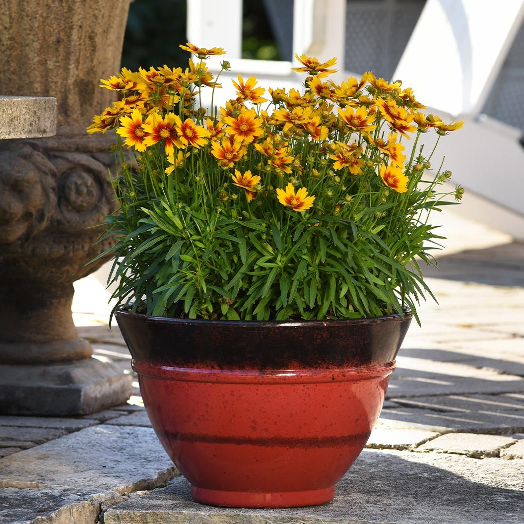 Better Versions® UptickTM Gold & Bronze Coreopsis Plant