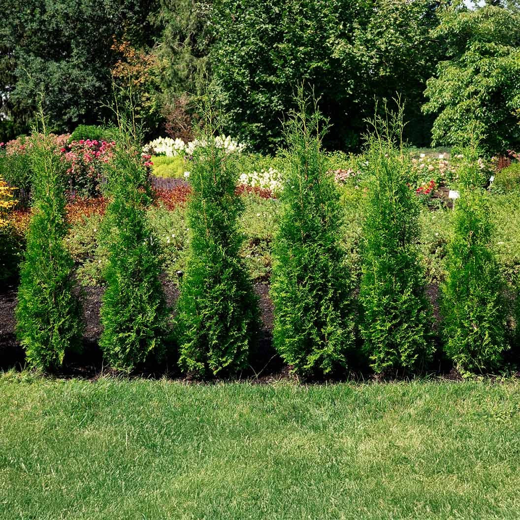 Private JetTM Arborvitae