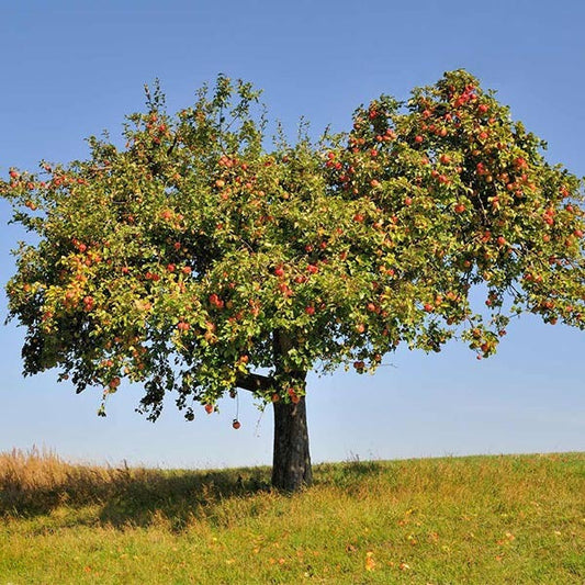 HoneycrispTM Apple Tree