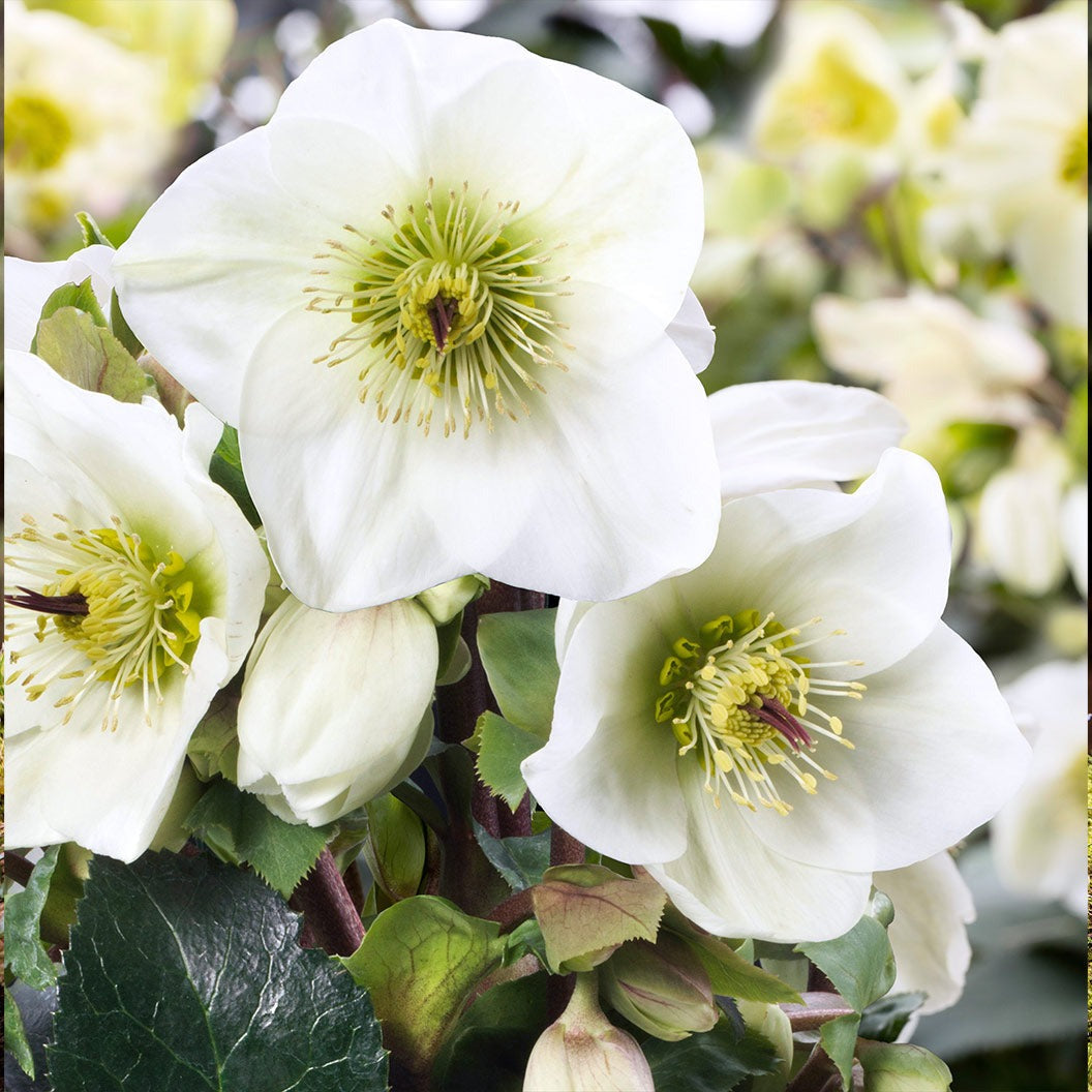 Ice N’ Roses® White Hellebore