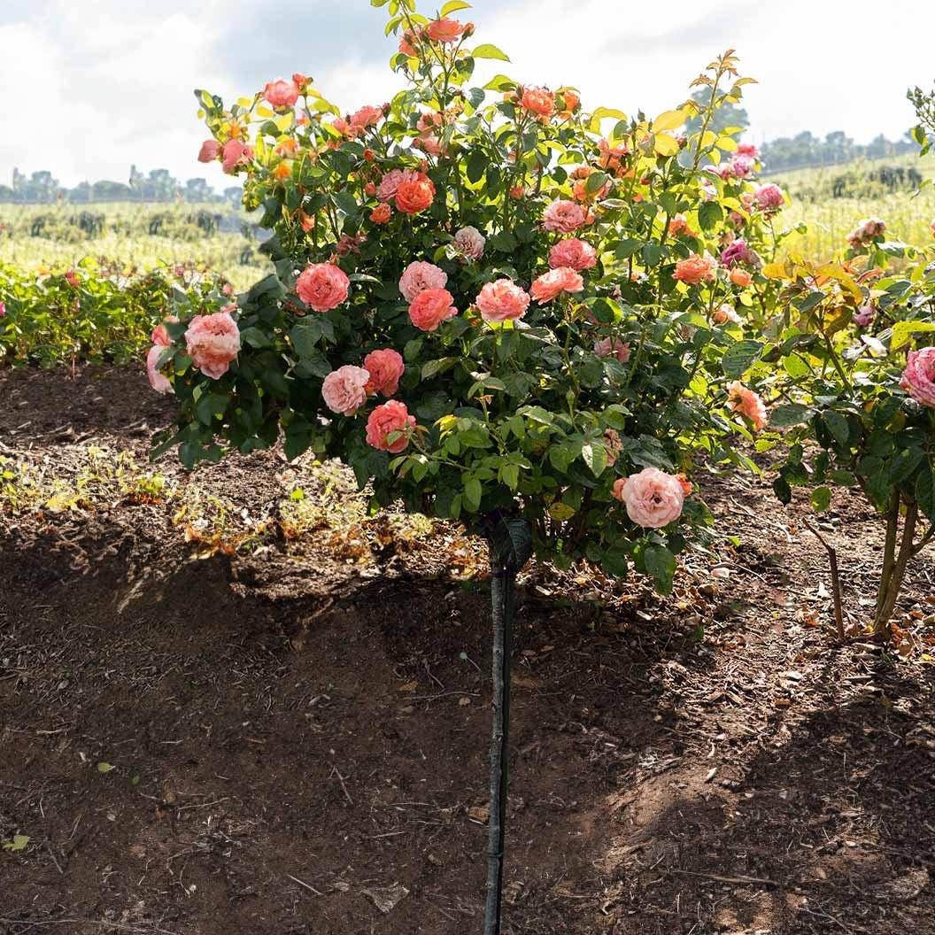Orange GlowTM Knock Out® Rose Tree