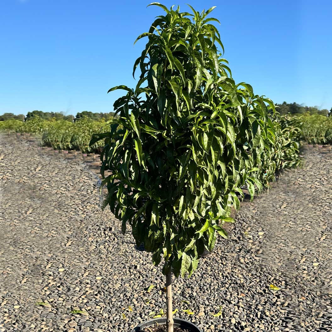 Fruit Snacks® Blushing PearlTM Columnar Peach Tree