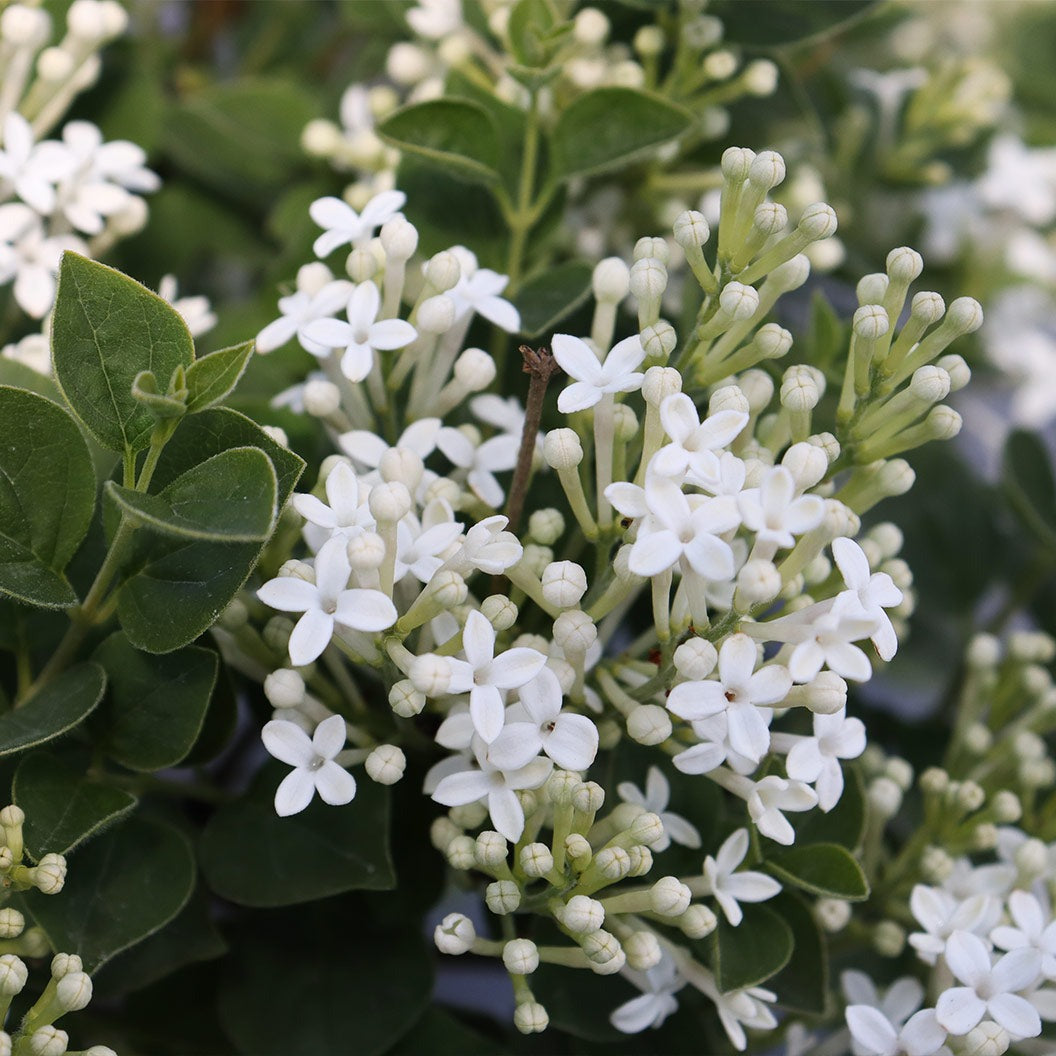 Proven Winners® Bloomerang® ShowmoundTM Lilac Bush