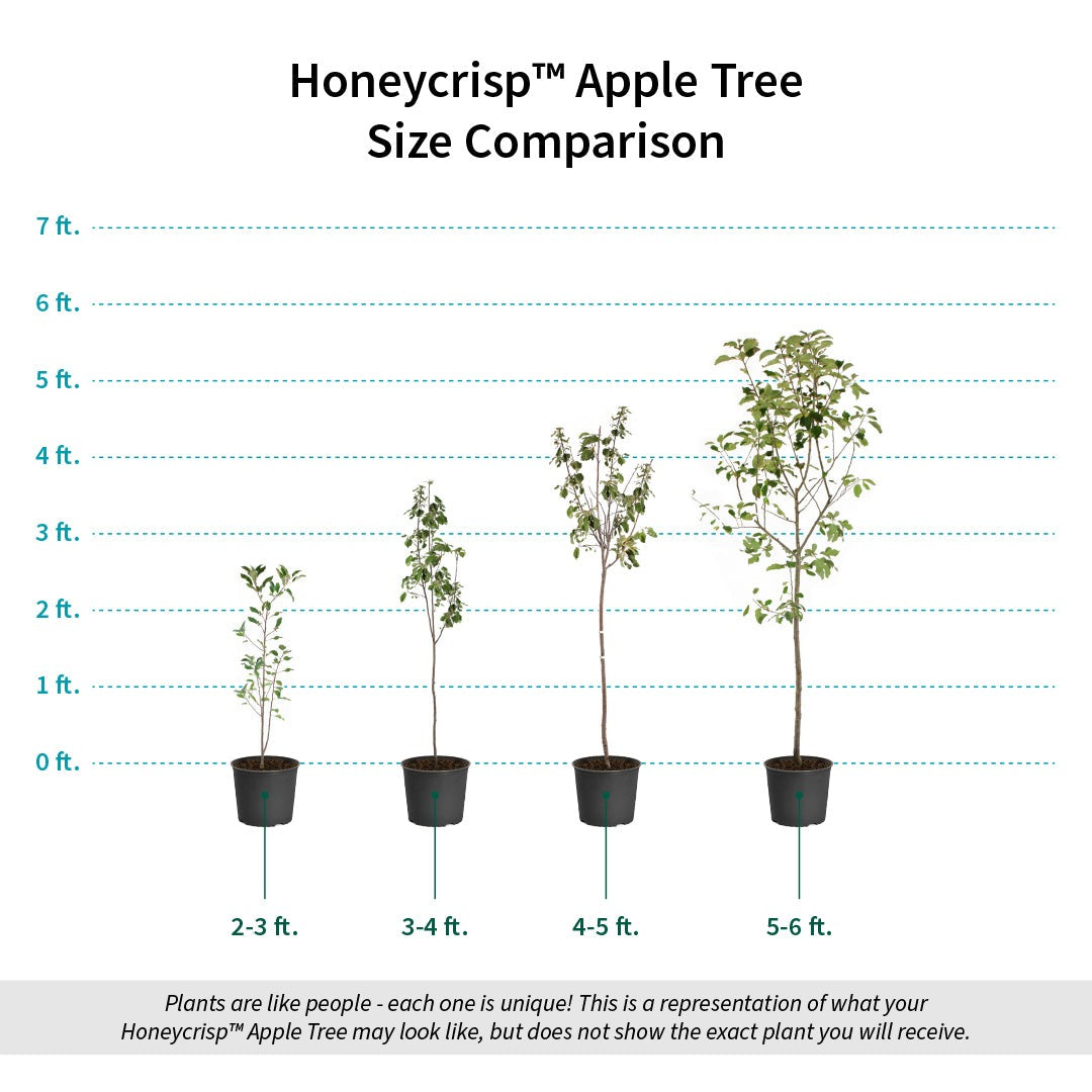 HoneycrispTM Apple Tree