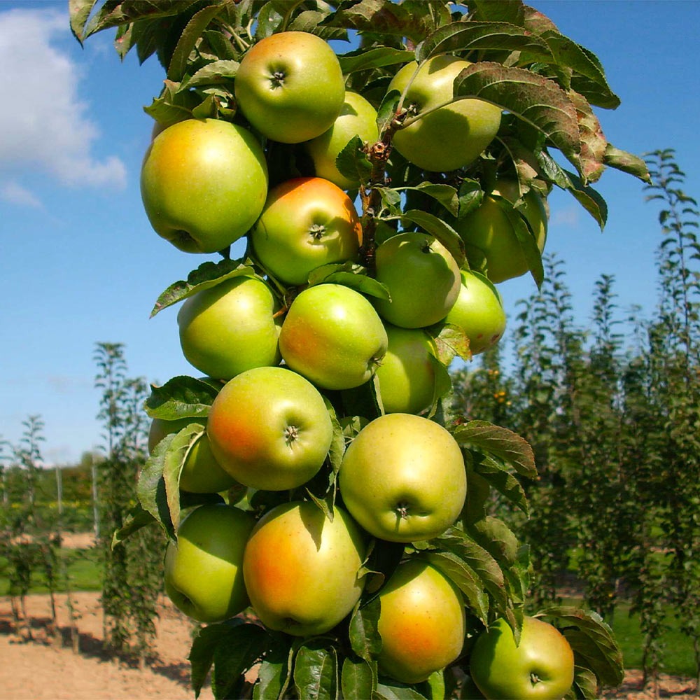Fruit Snacks® Blushing DelightTM Columnar Apple Tree