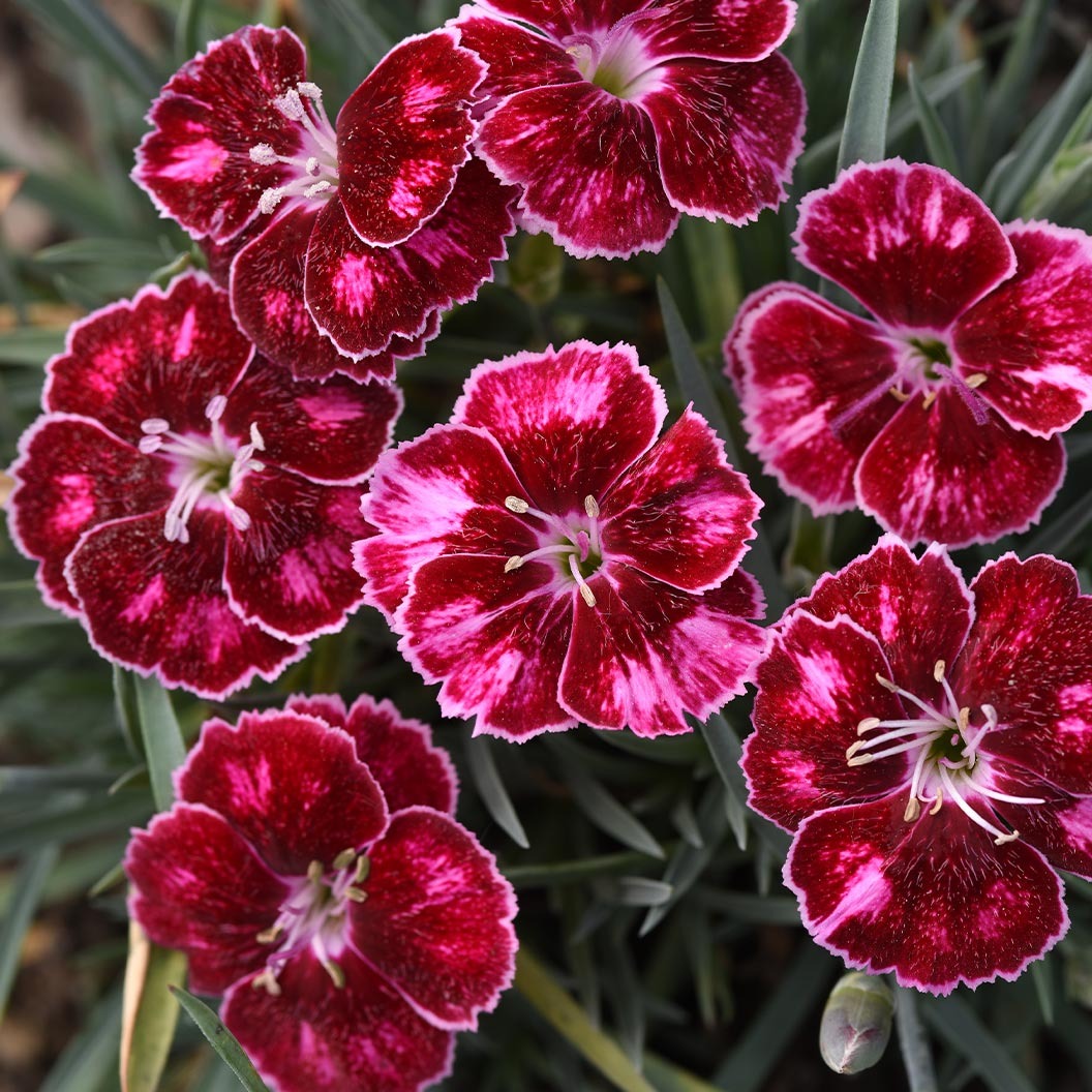 Better Versions® Mountain FrostTM Ruby Glitter Dianthus Plant