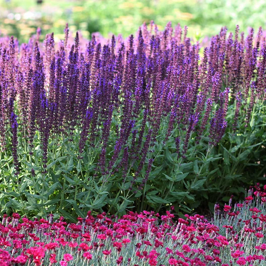 LyricalTM Blues Salvia Plant
