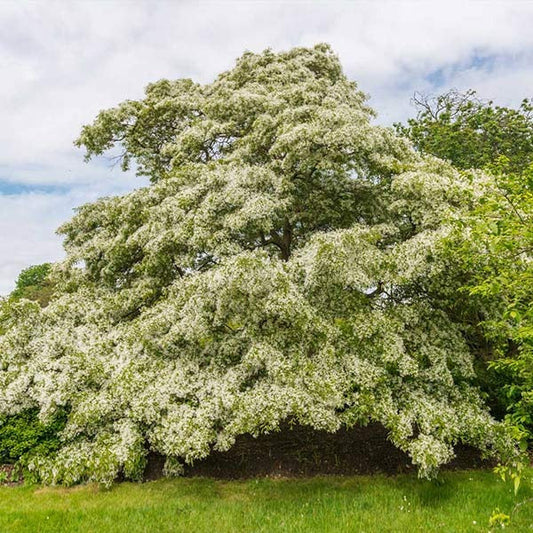 Chinese Fringe Tree