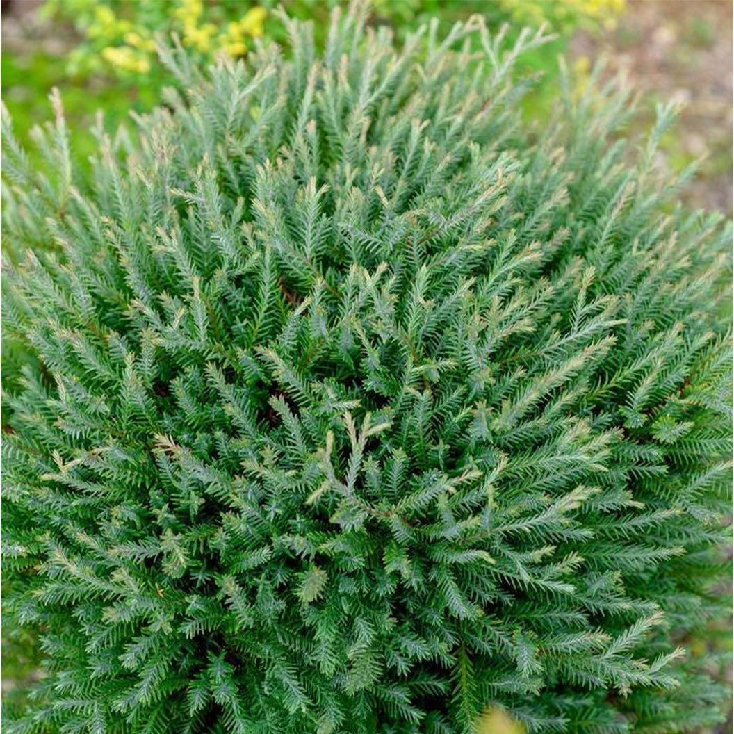 Southern Living® PancakeTM Arborvitae Shrub