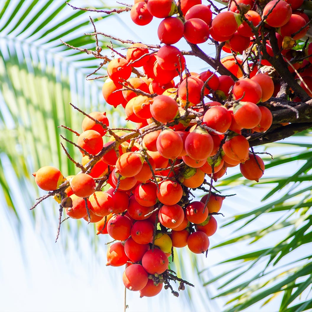 Foxtail Palm Tree