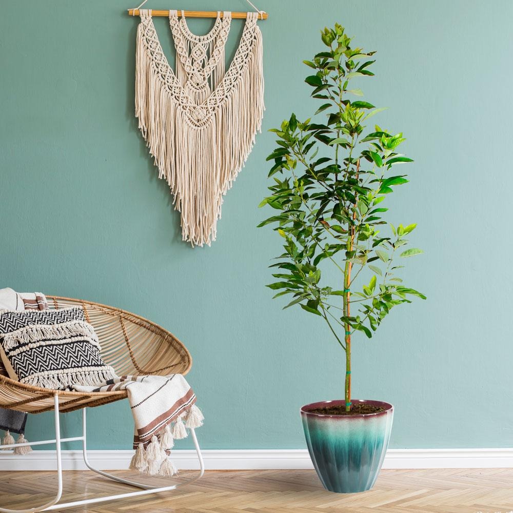 Avocado Trees